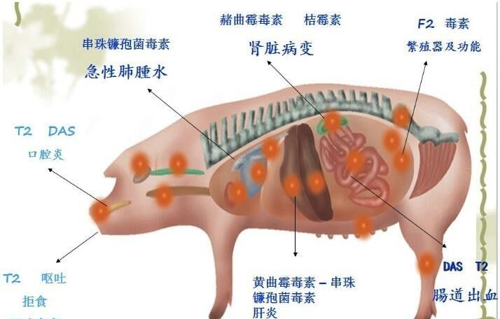 猪场夏季防霉，刻不容缓