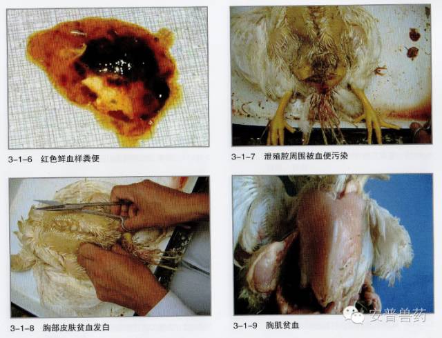 看懂这些你就知道球虫病怎么治疗了