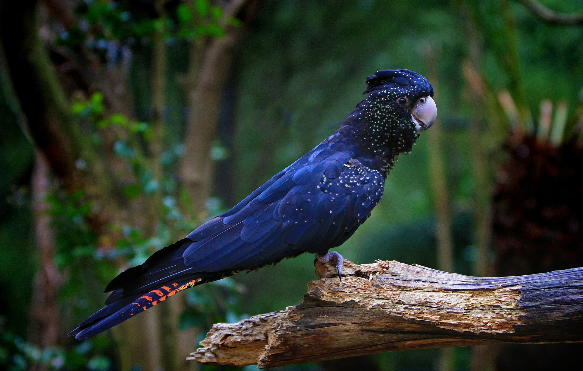 cockatoo-61194_1920