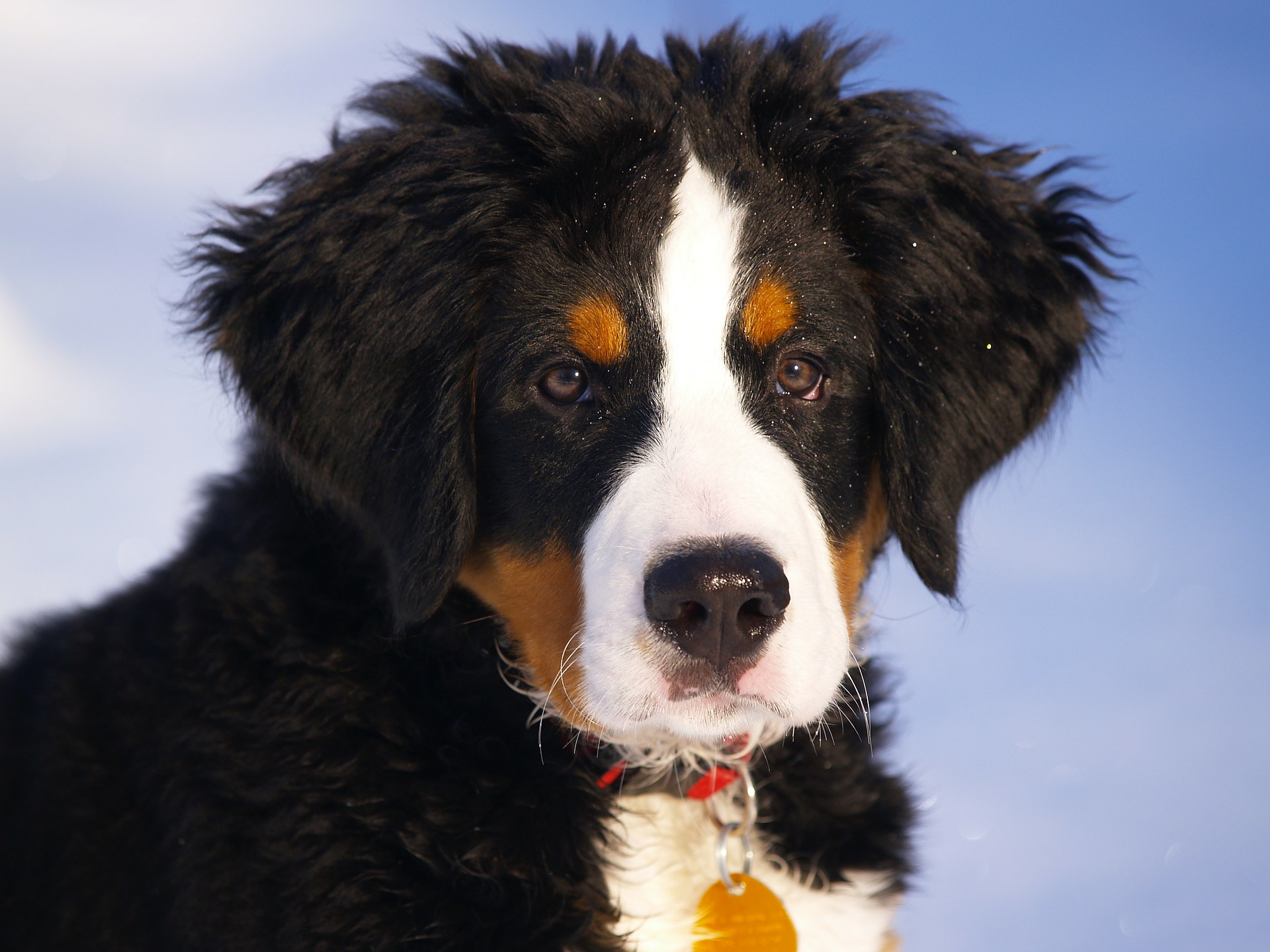bernese-mountain-dog-67266_1920