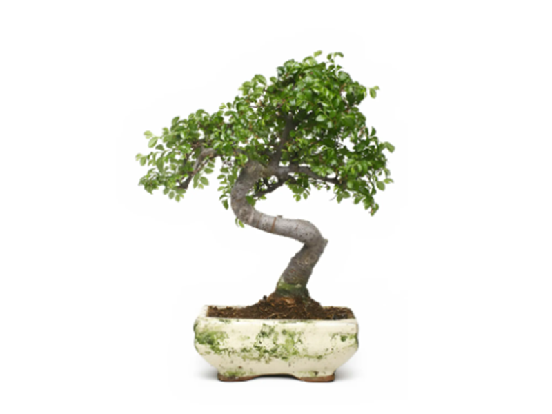 盆花