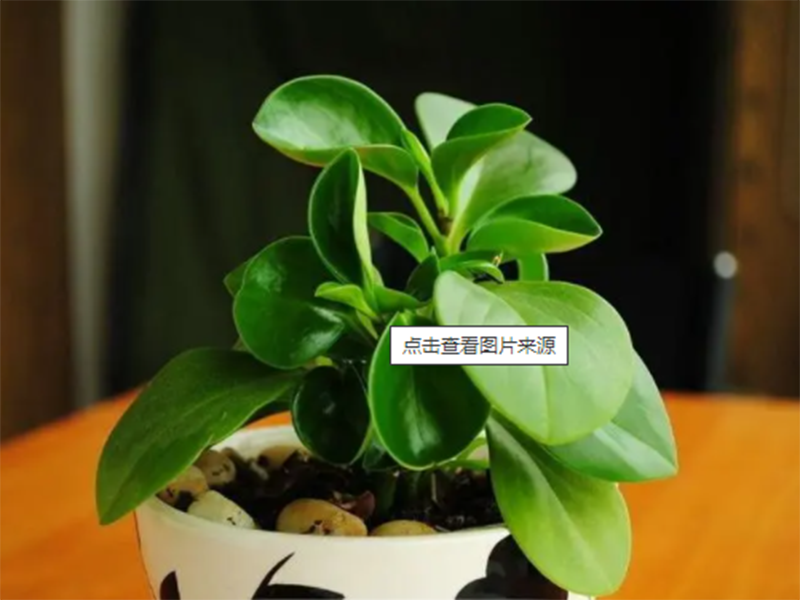 盆花