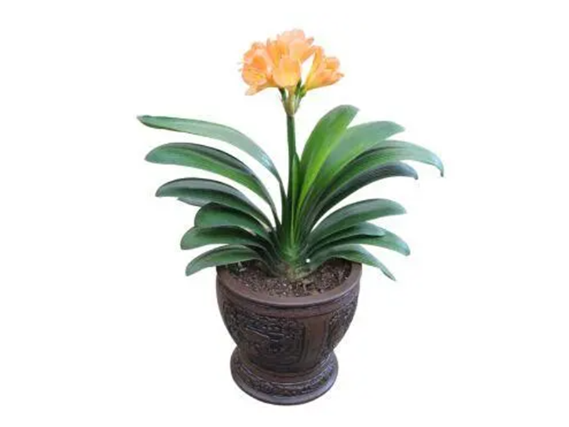 盆花