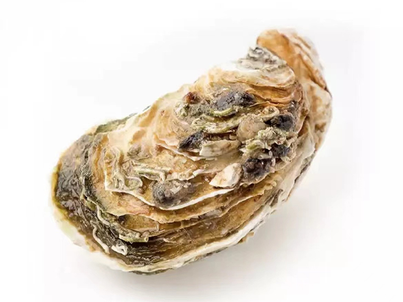 生蚝