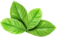 bg_leaves@2x