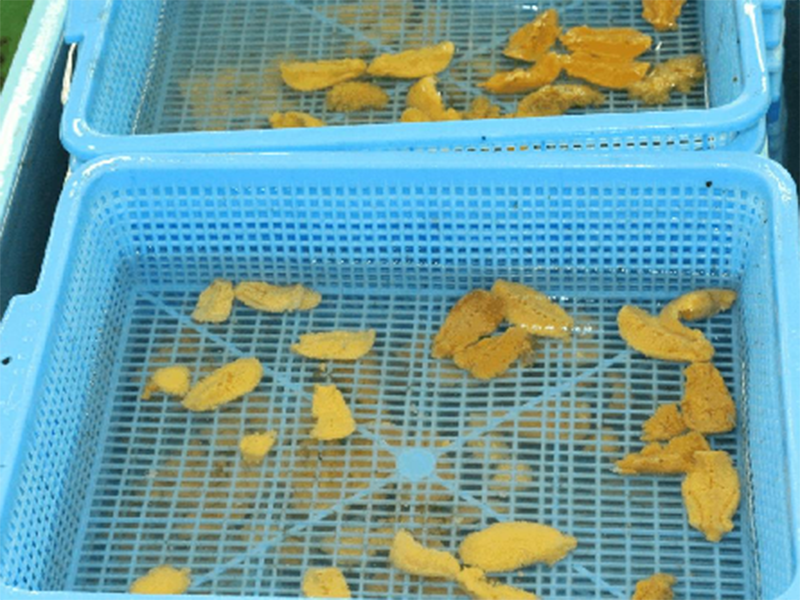 刺身海胆