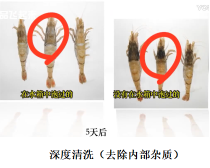 臭氧+微纳米技术为什么能延长保鲜