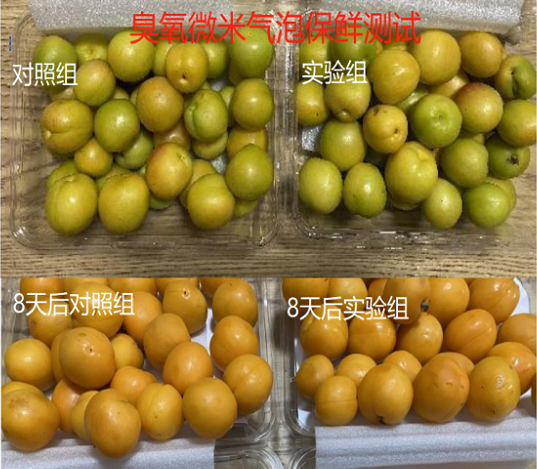 我司与新疆一农业研究所进行小白杏保鲜测试