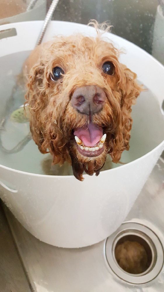 PET CLub宠物中心——宠物摩氧浴