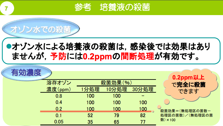 大葱水培