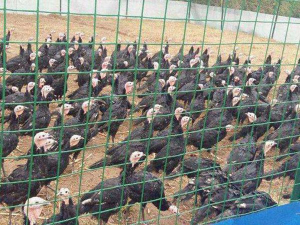 园林养殖围栏网