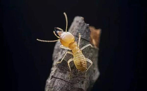 白蚁的营养与食物来源