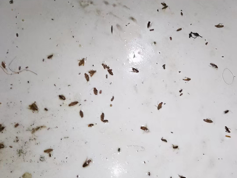 储物间灭蟑螂