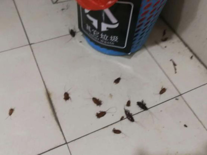厨房灭蟑螂