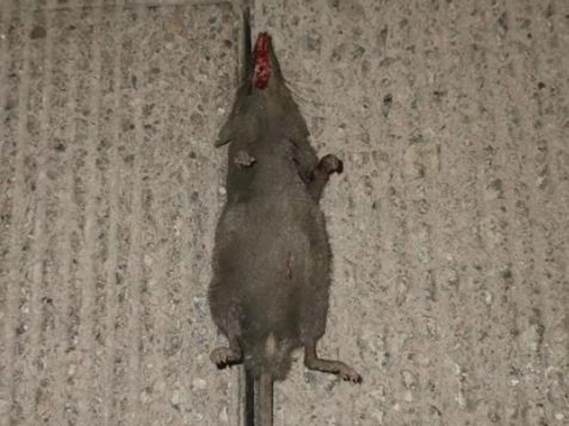 ktv灭鼠