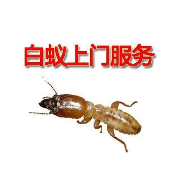 白蚁防治
