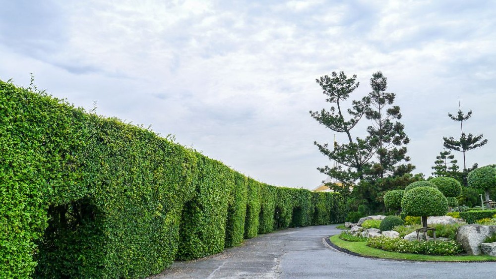 景观道路绿化施工