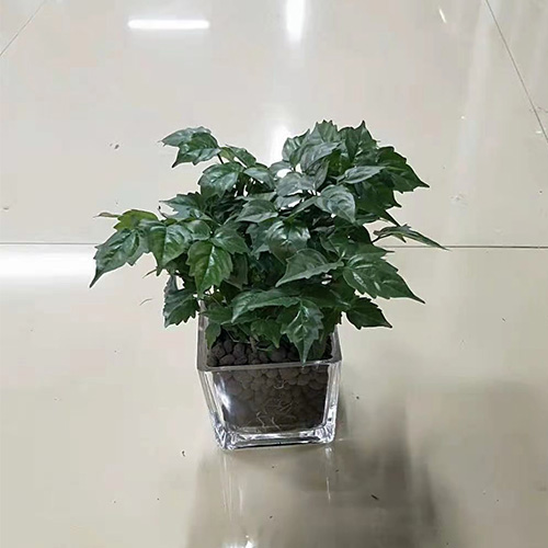 水培绿植