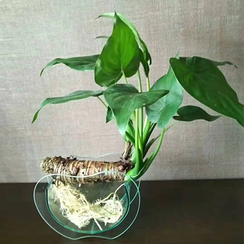水培绿植