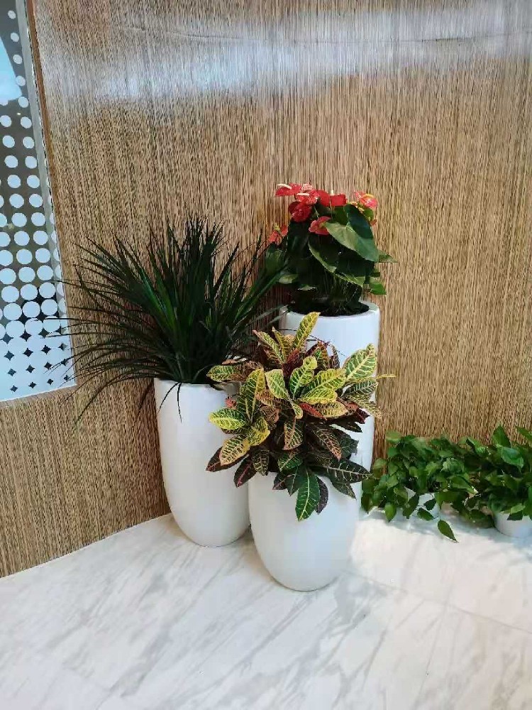 组合花卉