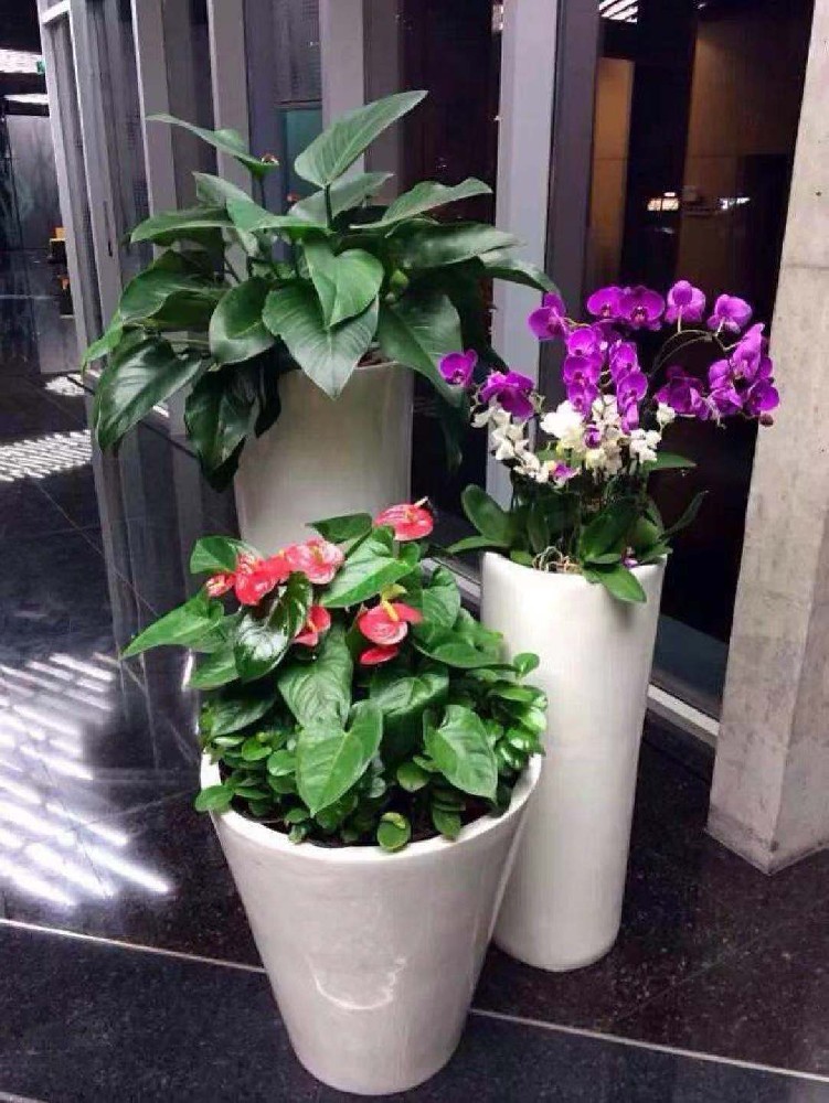 组合花卉