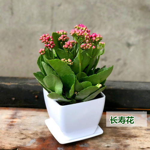 长寿花
