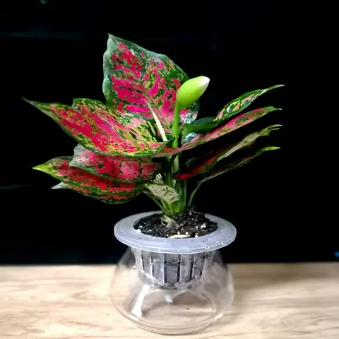 花叶 万年青