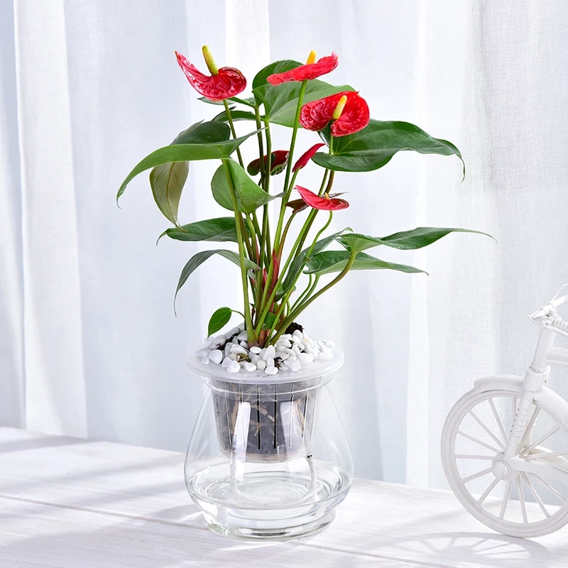 花烛