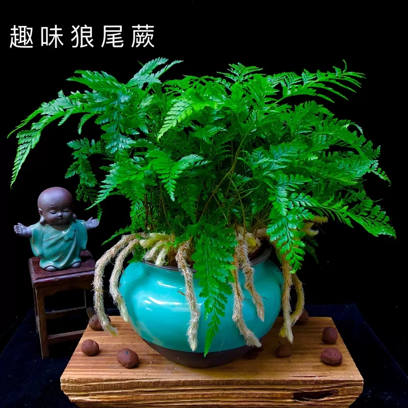 狼尾蕨