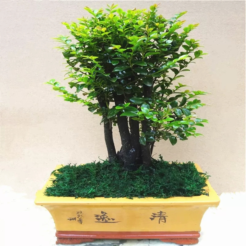 榕树