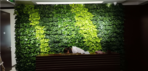 绿植墙