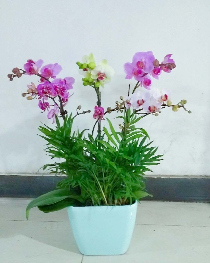 蝴蝶兰组合
