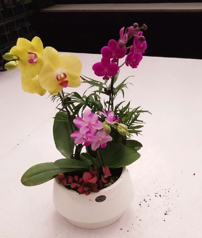 花卉组合