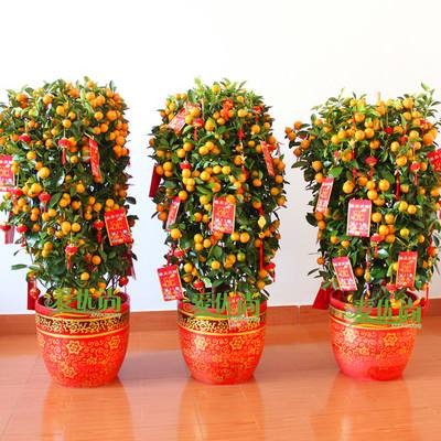 金桔