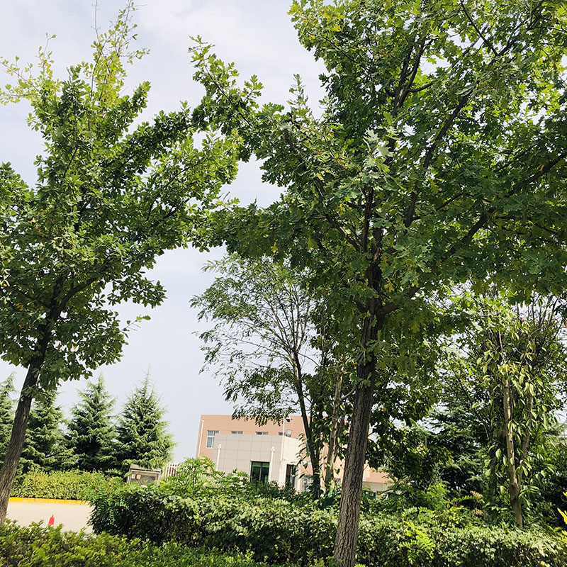 夏橡