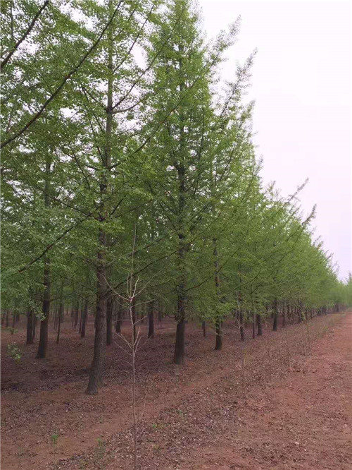银杏