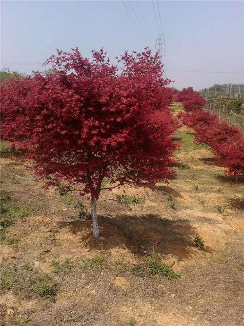 红枫