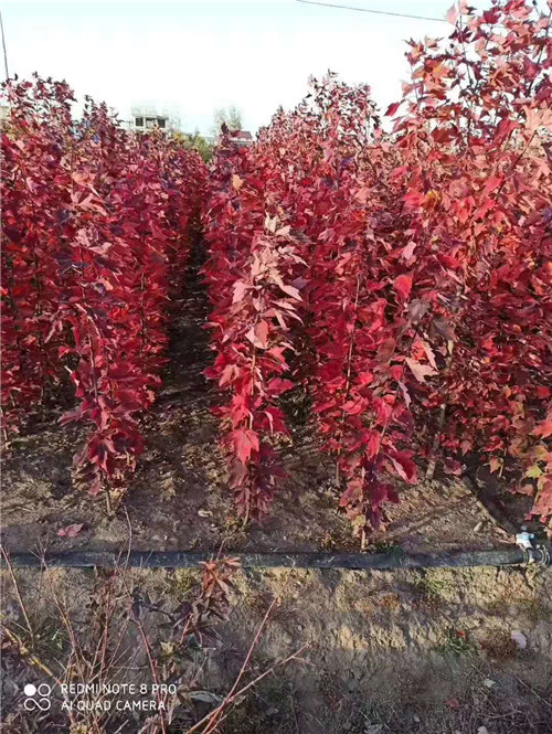 红枫