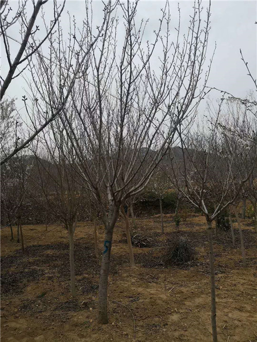 樱花