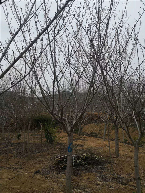 樱花