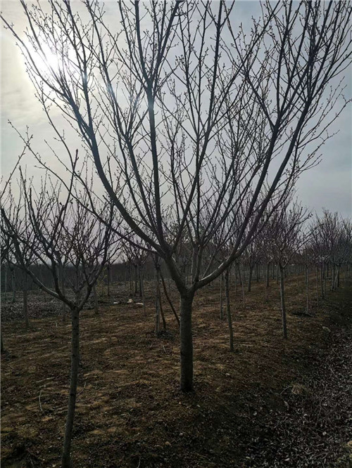 樱花