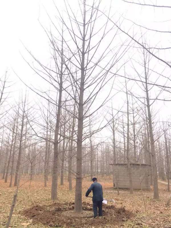 银杏盆景栽培技术