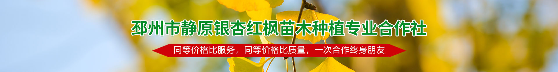 邳州市静原银杏红枫苗木种植专业合作社