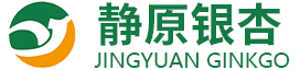 邳州市静原银杏红枫苗木种植专业合作社