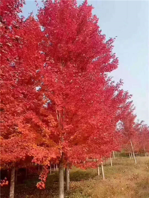 红枫