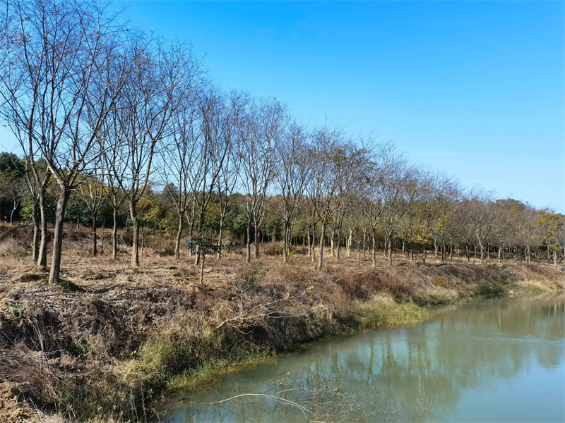 朴树