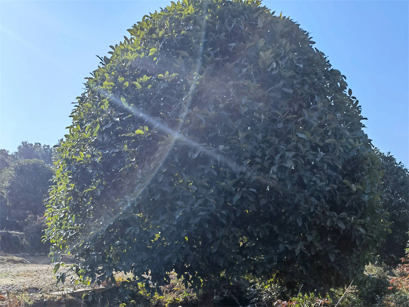 桂花