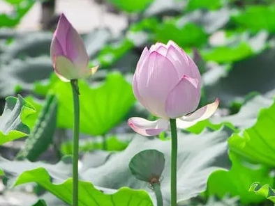 荷花