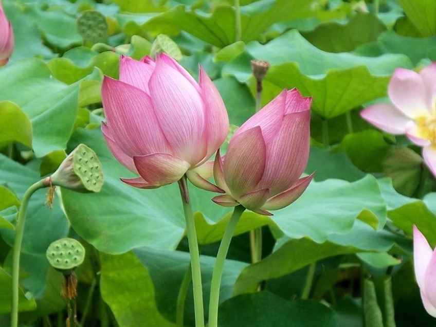 荷花