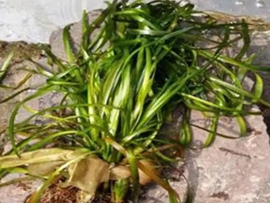 矮生苦藻